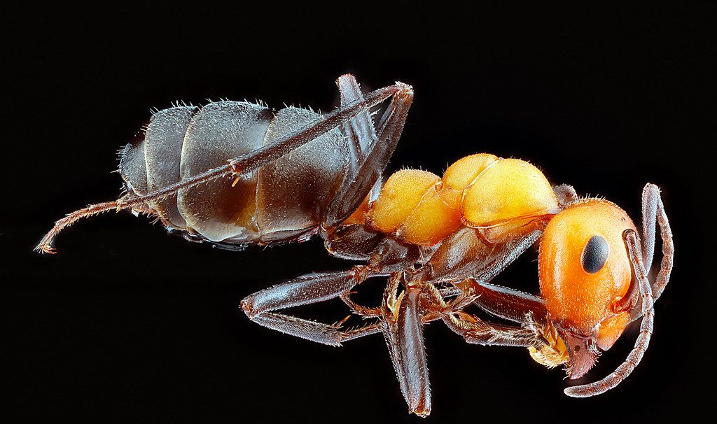 Ant Control service in Oklahoma City, OK
