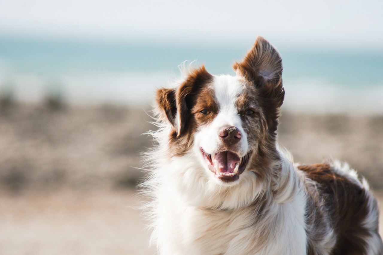 Flea & Tick Control service in Oklahoma City, OK