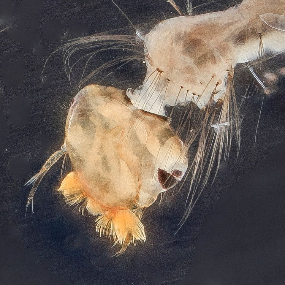 Mosquito Control service in Oklahoma City, OK