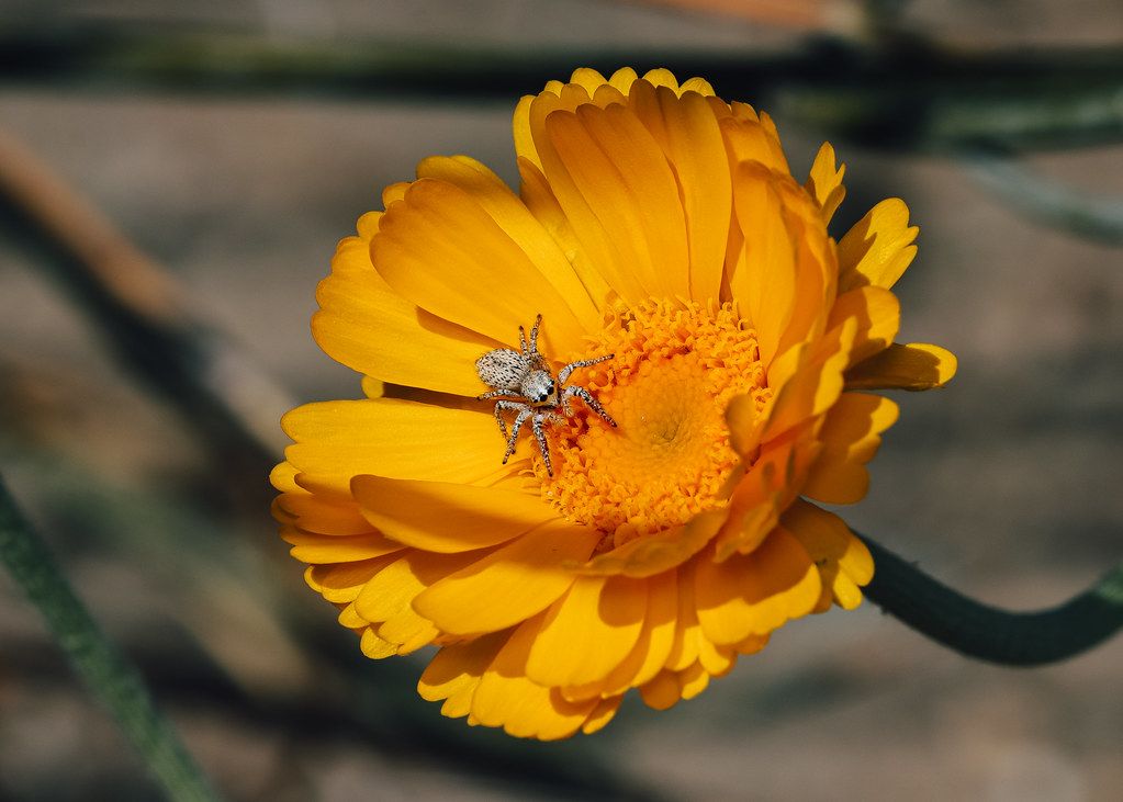 Spider Control service in Oklahoma City, OK